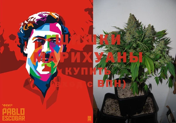 индика Ессентукская