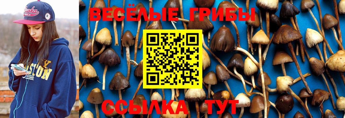 как найти закладки  Галлюциногенные грибы Psilocybe  Бийск  Галлюциногенные грибы GOLDEN TEACHER 